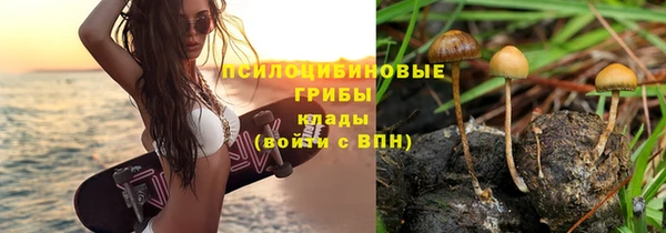 шишки Арсеньев